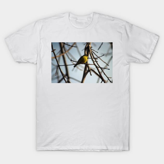 Golden Finch in Tree Palm Desert California T-Shirt by ButterflyInTheAttic